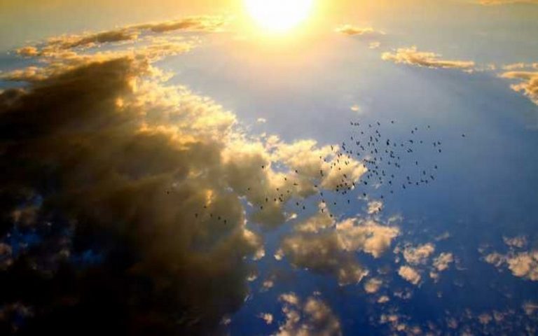 Le changement climatique met en danger les oiseaux migrateurs