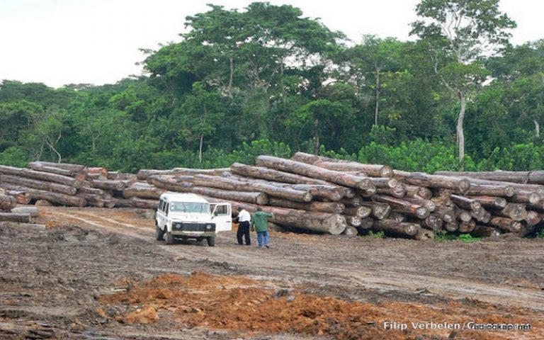Le trafic illicite du bois rouge au Haut-Katanga irrite une mission parlementaire