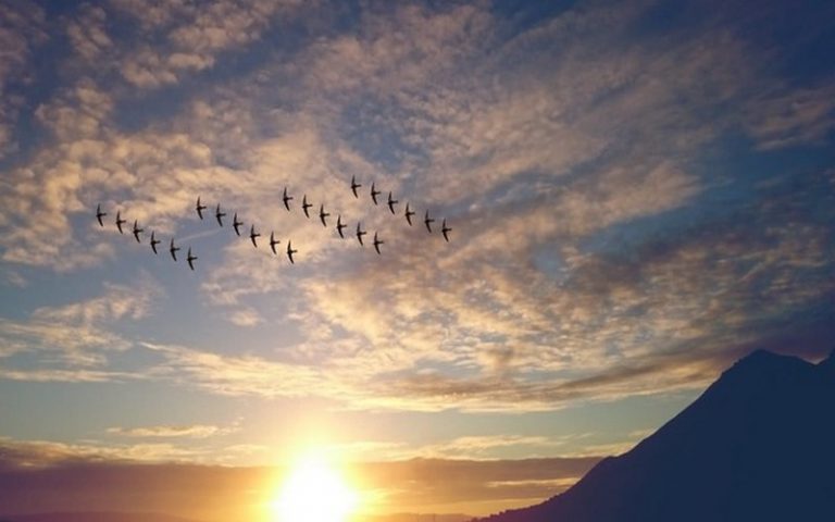 Plus de 200 espèces d’oiseaux se trouvant dans six pays en développement sont menacées d’extinction