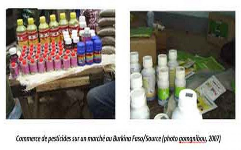 Usage incontrôlé des pesticides : un danger pour l’environnement et les populations