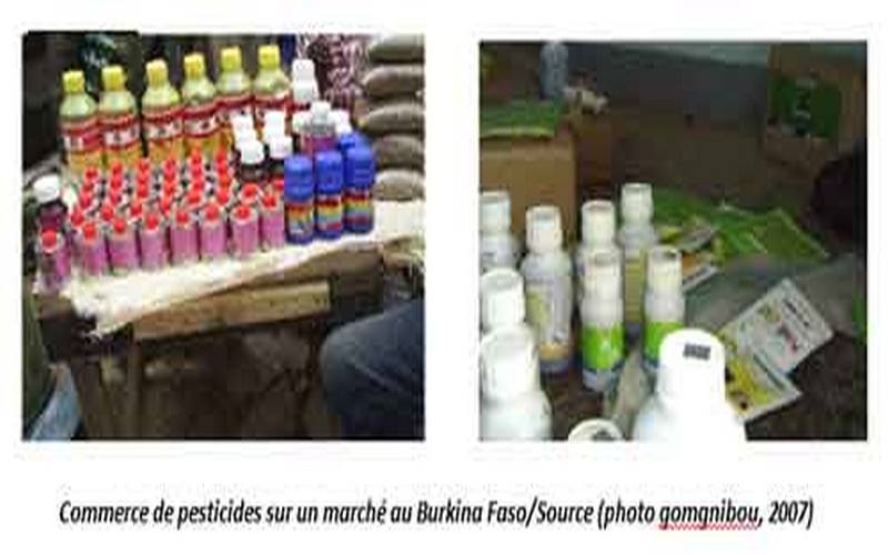 Usage incontrôlé des pesticides : un danger pour l’environnement et les populations