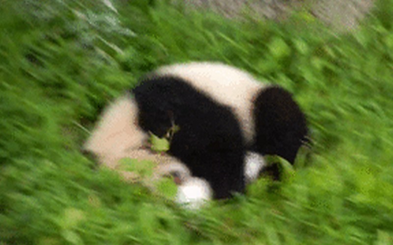 Les 11 nouvelles rassurantes quant à l’état de la planète