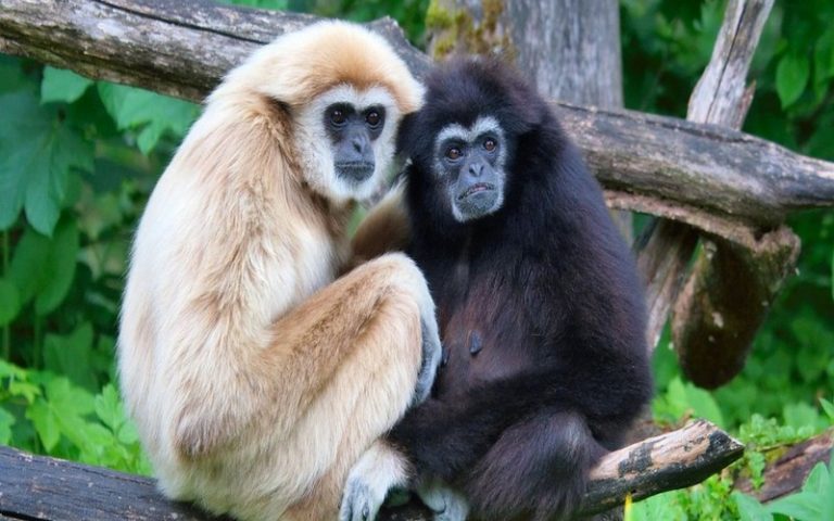 Plusieurs facteurs dont l’action humaine menacent les primates