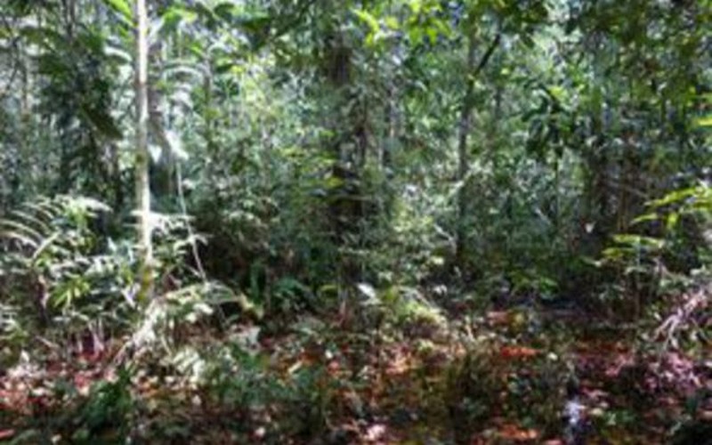 Des chercheurs britanniques ont découvert un puits de carbone géant au Congo