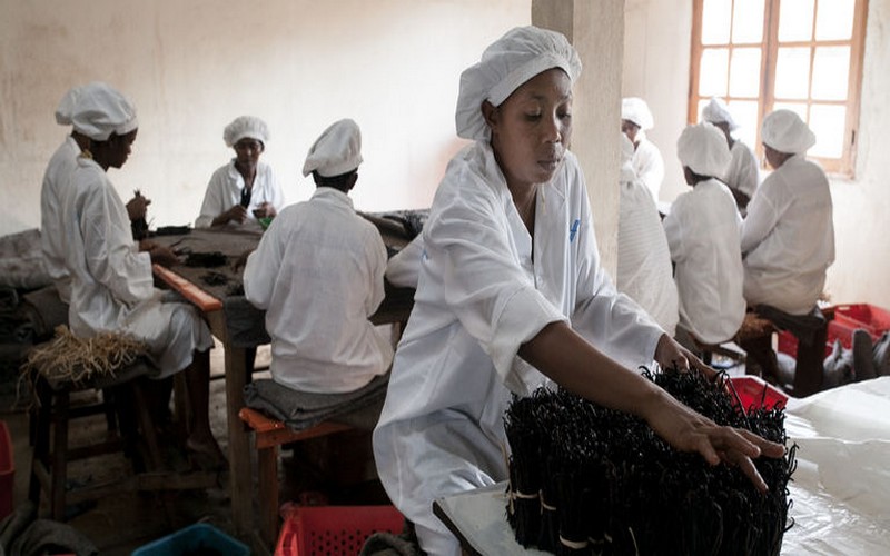 La qualité de la vanille de Madagascar s’étiole de plus en plus