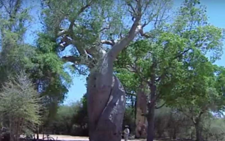 SENEGAL : Vers le raccourcissement du cycle de production du baobab de 20 à 5 ans