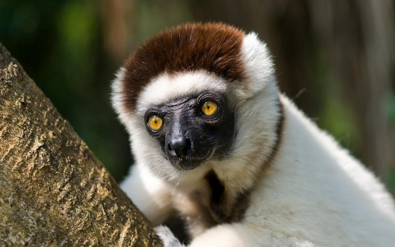 Regarder des vidéos d’animaux peut réduire votre stress de 50 %