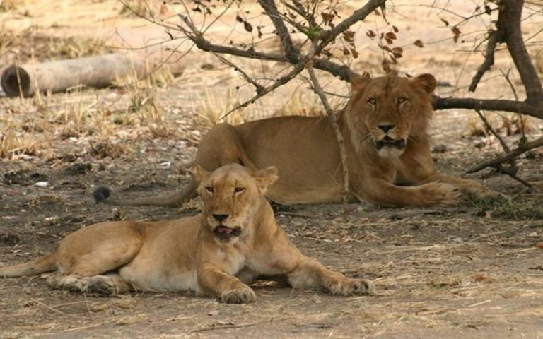 Afin de booster son tourisme, le Bénin met en affermage le parc de Pendjari