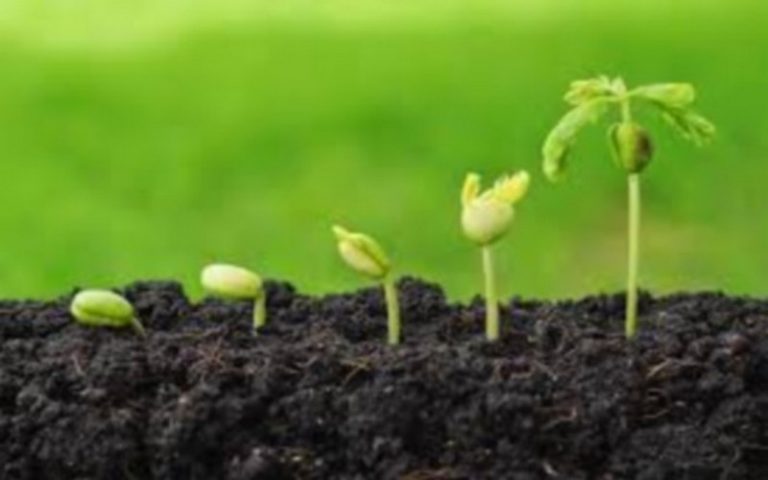 Agriculture en 2021 au Maroc : Une bonne année qui se dessine?