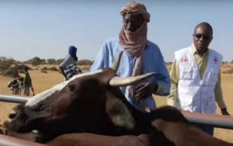 VACCINATION DU CHEPTEL AU SÉNÉGAL : Au moins 160 000 bovins ciblés dans le département de Médina Yoro Foula.