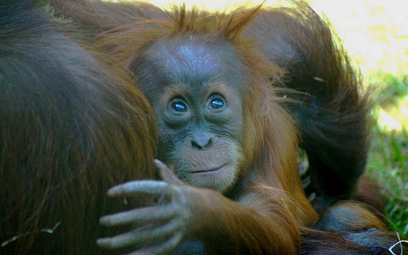 La déforestation menace 75% des espèces de primates