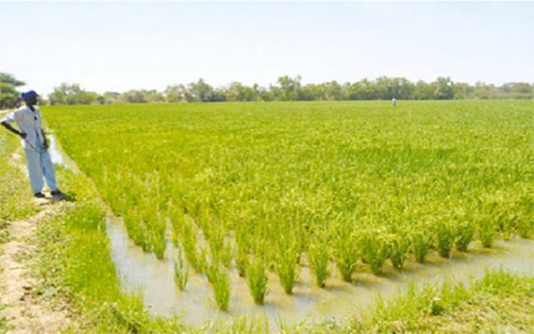 Guinée : La BAD va financer pour 11 millions de dollars l’agriculture et l’entreprenariat agricole
