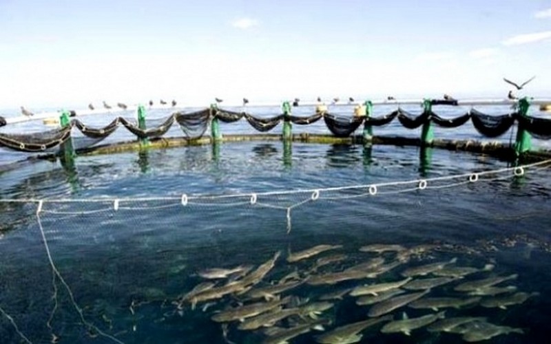 L’Algérie met officiellement en place un programme d’appui au développement durable de la pêche et de l’aquaculture