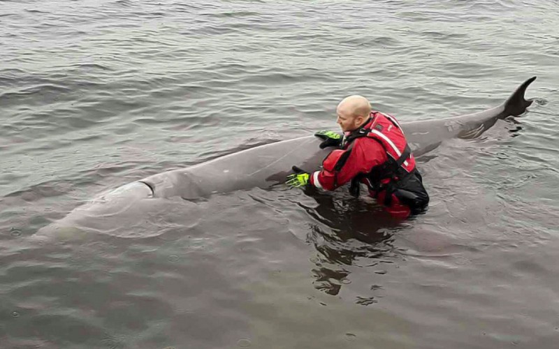 La pollution marine engendre l’agonie d’une baleine
