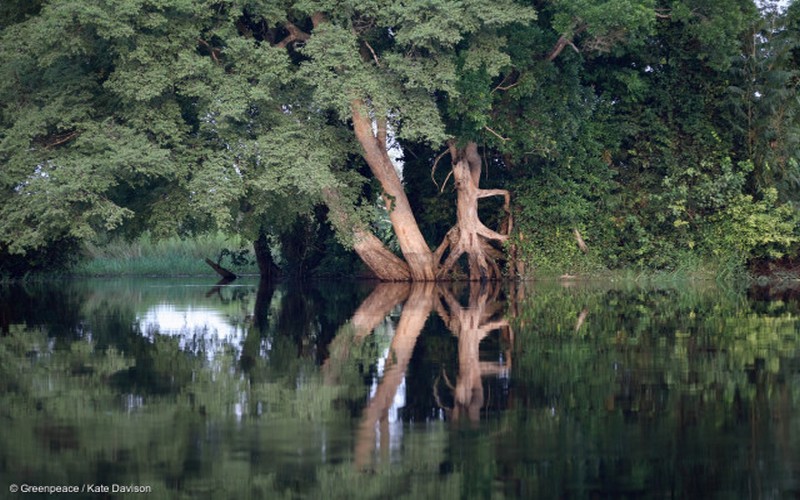 Le mythe de l’exploitation durable du bois s’est effondré dans le Bassin du Congo
