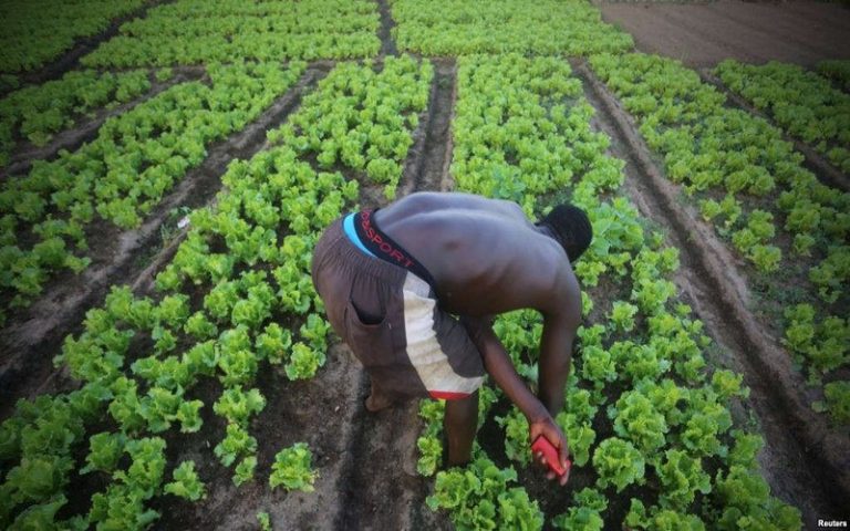 Côte d’Ivoire : la mue de Cocody  contre le changement climatique