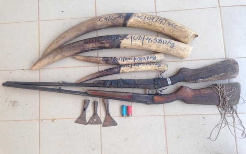 Malgré des accords tripartites : Congo-Gabon-Cameroun, deux braconniers sont arrêtés et placés sous mandat de dépôt