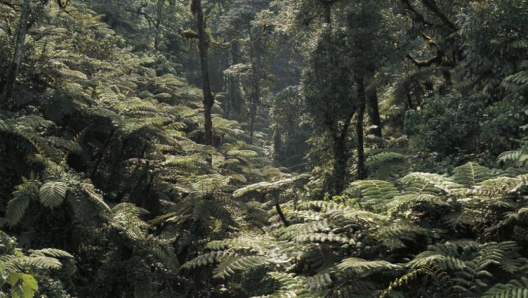 Protection des forêts en RDC: Greenpeace accuse de tricherie le pouvoir