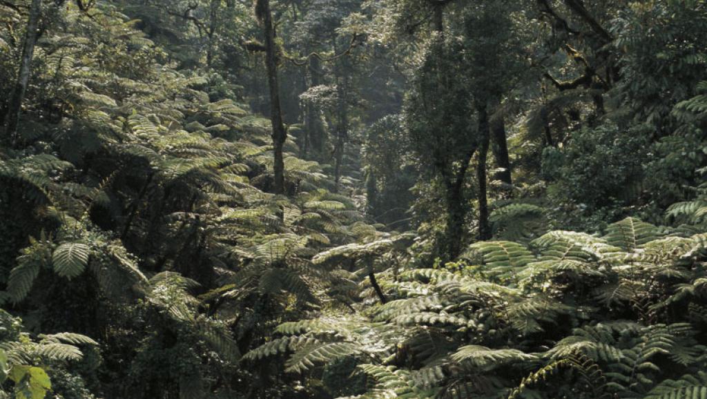 Protection des forêts en RDC: Greenpeace accuse de tricherie le pouvoir