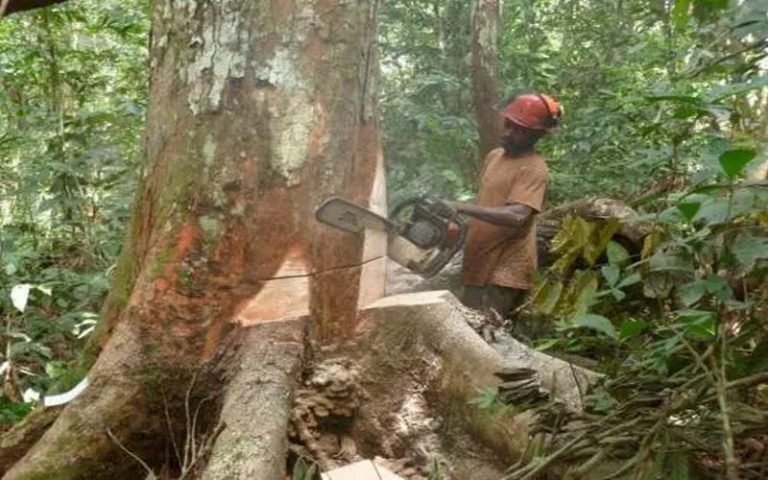 Evolution de la forêt du bassin du Congo depuis l&rsquo;an 2000