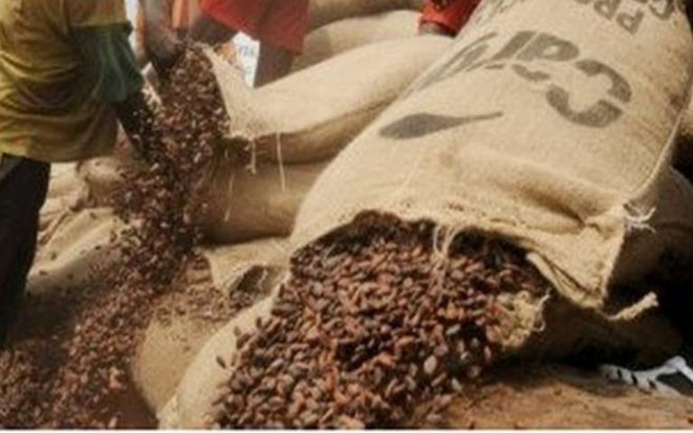 Les producteurs de cacao ivoiriens déclenchent un mouvement de grève
