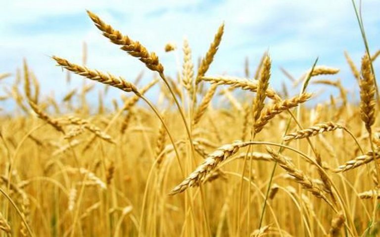 Le Maroc promet de distribuer 110 000 tonnes de semences sélectionnées pour la campagne céréalière 2022/2023