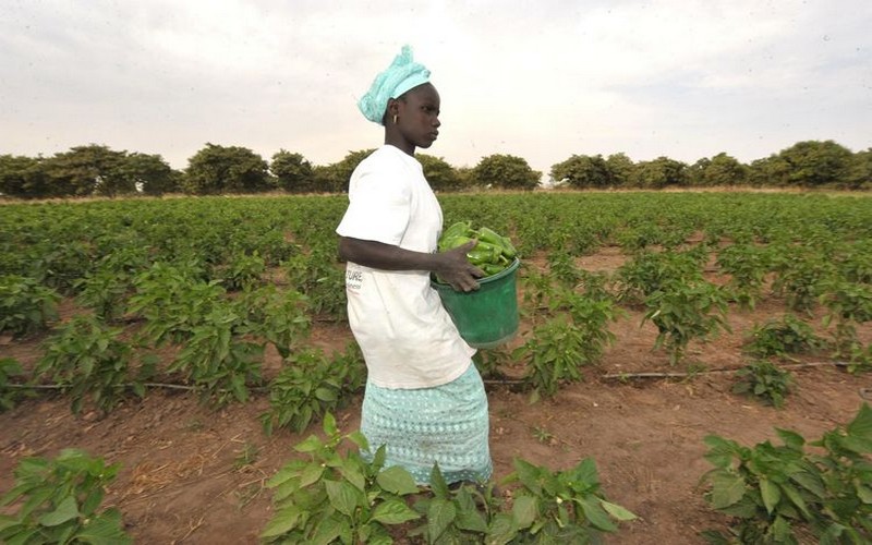 Selon le Dr Malick Faye, les femmes ne disposent que de moins de 20% des surfaces cultivables