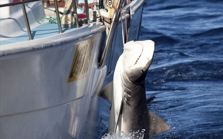 ODI et porCausa estiment que l’Afrique de l’Ouest enregistre un manque à gagner énorme à cause de la pêche illicite