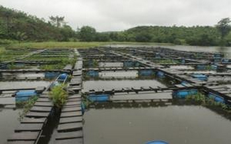 Le Ghana s’érige en bouclier contre le déficit de production piscicole