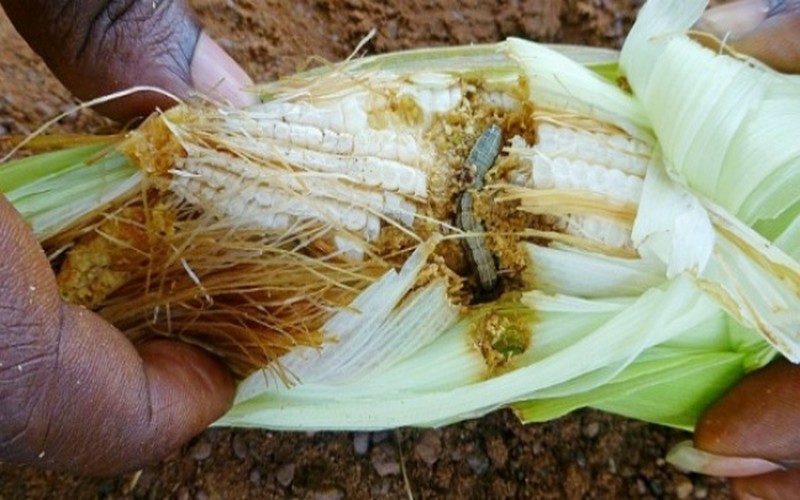 La RDC  allonge la liste des pays dont les chenilles menacent les cultures