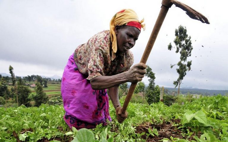 Quand Samuel Rigu transforme des déchets agricoles en engrais 100% bio au Kenya