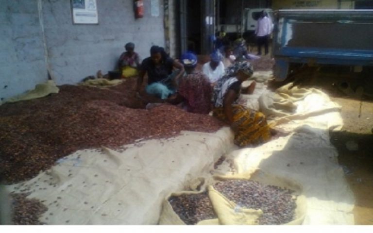 La « galère »des producteurs de Cacao de Gagnoa à cause des stocks