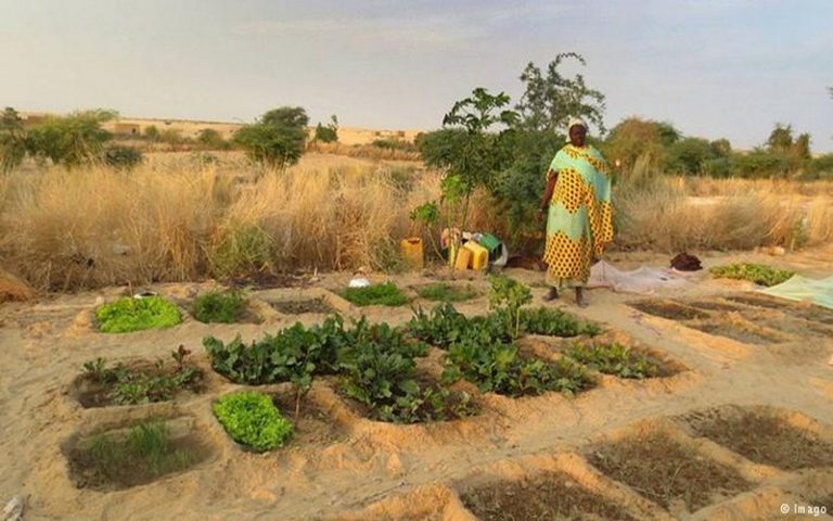Wony Tiémenta voit l’agriculture comme une solution pour l’Afrique