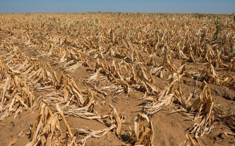 Le maïs sud-africain ravagé par la chenille légionnaire d’automne