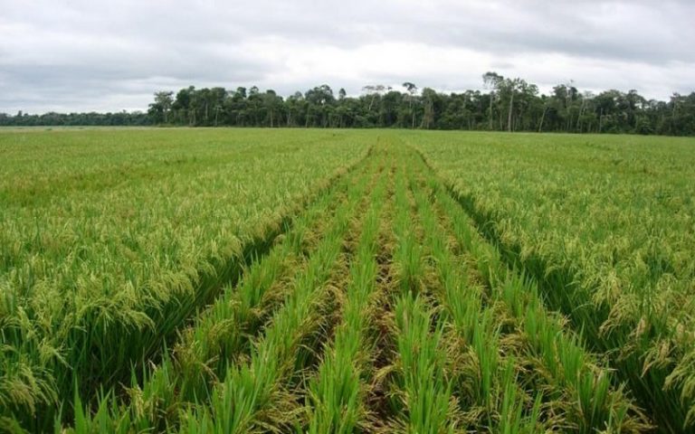 Sans actions durables, point de sécurité alimentaire à l’horizon 2030, affirme la FAO