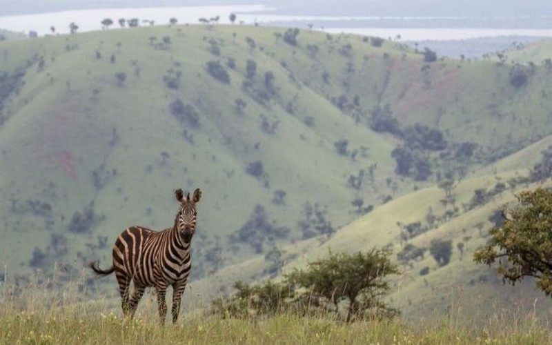 66 millions de dollars de la Fondation Wyss remis à African Parks pour financer la conservation de la faune