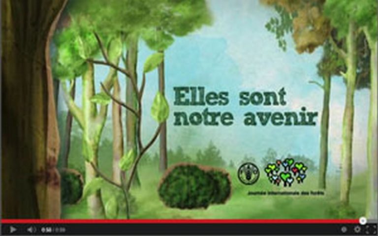 Le Maroc a célébré la Journée internationale de la forêt sous le thème : « Les forets : une source d’énergie naturelle »