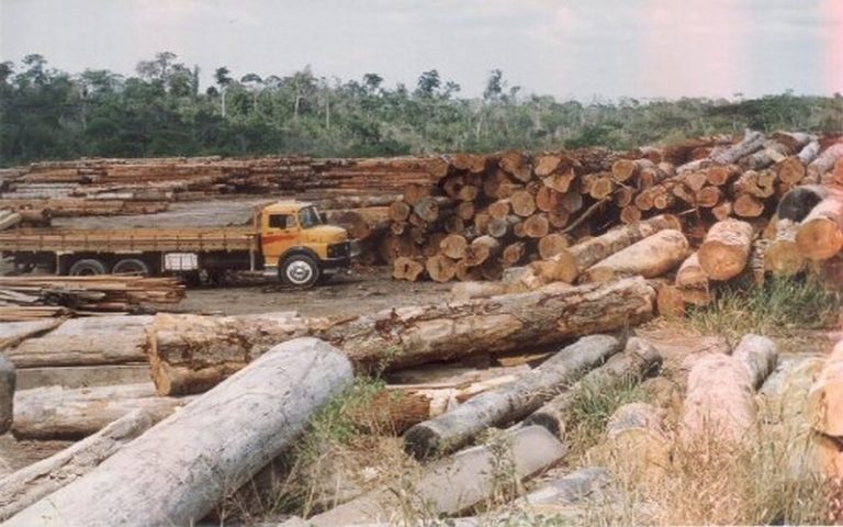 A la veille de la Journée mondiale des forêts, Rosalie Matondo invite les congolais à « ralentir » le déboisement