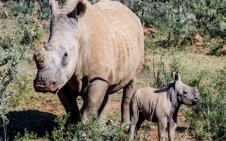 La protection des rhinocéros, le défi de Sigfox