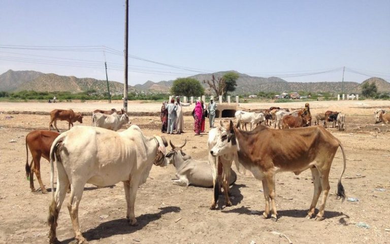 Le Somaliland affecté par la famine qui secoue la Corne de l’Afrique