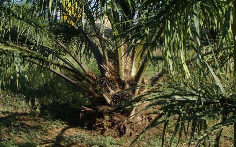 Préservation de l’environnement : Le Sri Lanka tourne le dos à la culture de l&rsquo;huile de palme