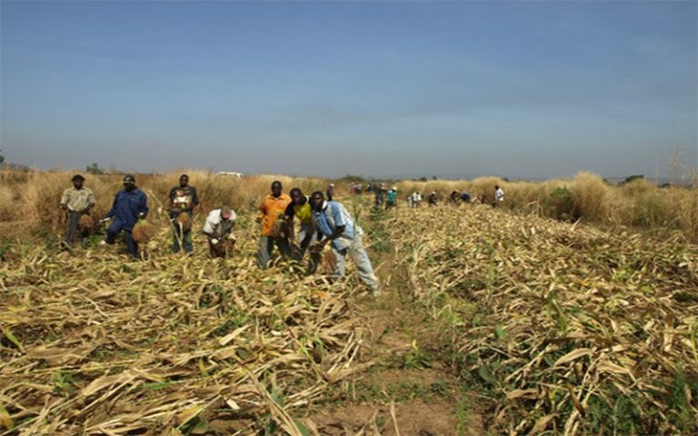 Les défis à relever au Mali : sécurité alimentaire et protection des végétaux