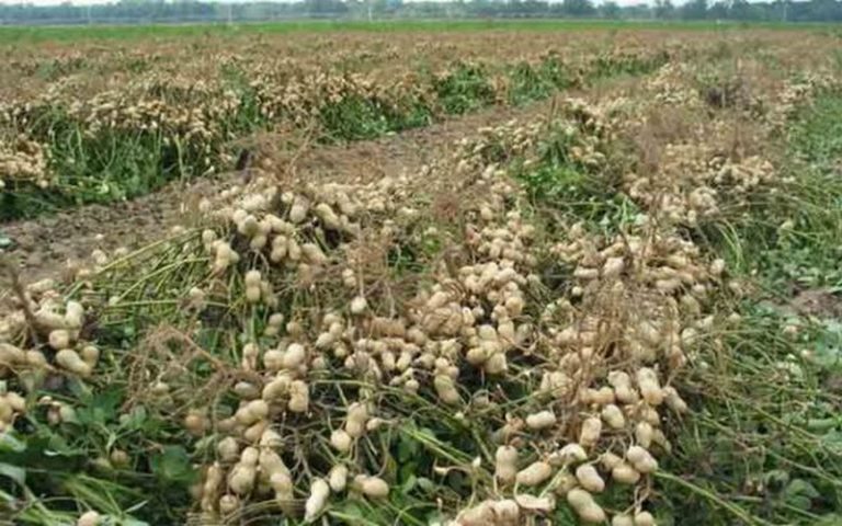 Ismaïla Diop évoque des réformes agricoles afin d’assurer une alternative au problème vivrier du Sénégal