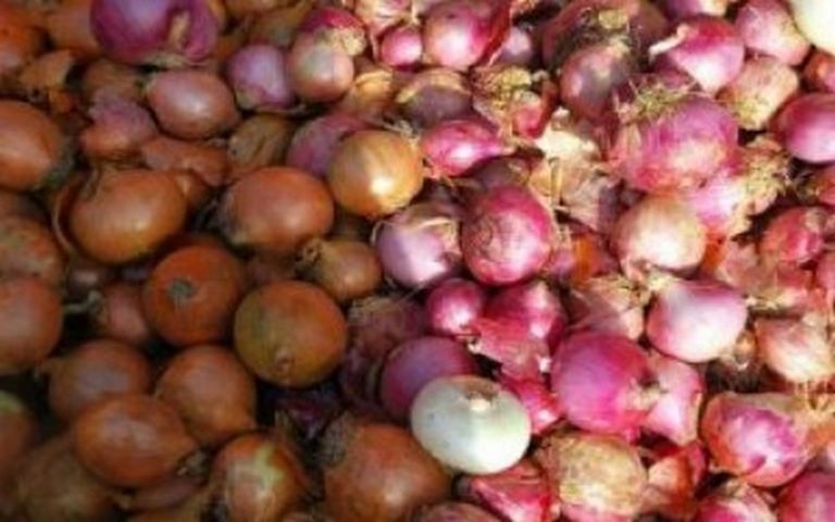 Les agriculteurs d’oignon sénégalais accusent Alioune Sarr et l’ARMP d’être à l’origine de la mévente de 80% de leur production