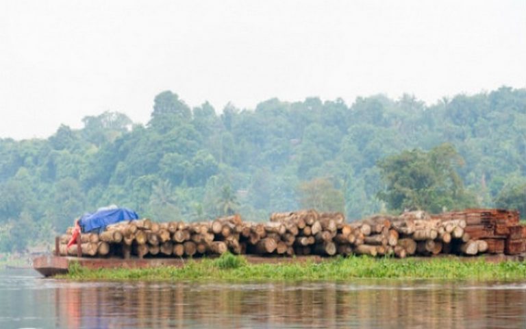 Le Cameroun vole au secours de ses zones forestières avec une enveloppe de 2,4 milliards de FCFA