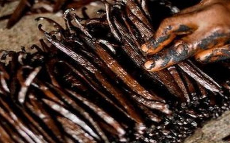 30% des plantations de vanille malgache victime de la furie du cyclone Enawo