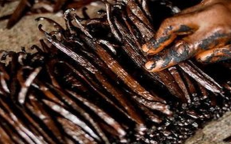 30% des plantations de vanille malgache victime de la furie du cyclone Enawo