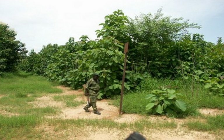 Vers la création d’une brigade locale pour la protection de la forêt classée de Tienfala au Mali