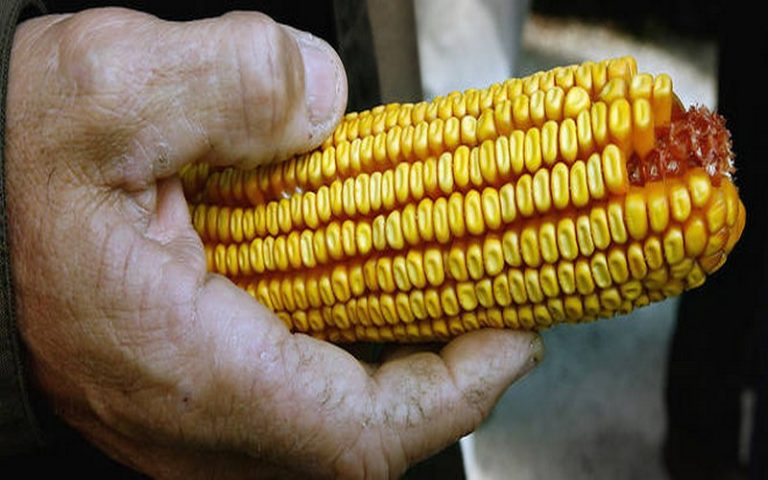 L’Afrique orientale et australe déroule le tapis rouge aux OGM