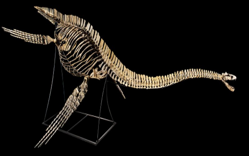 La vente aux enchères en France d’un squelette du dinosaure retrouvé au Maroc en 2011 sera précédée de son rapatriement